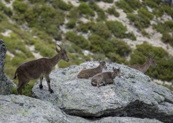 PACMA paraliza la matanza de cabras en la Sierra de Guadarrama