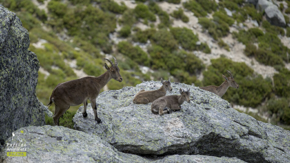 PACMA paraliza la matanza de cabras en la Sierra de Guadarrama