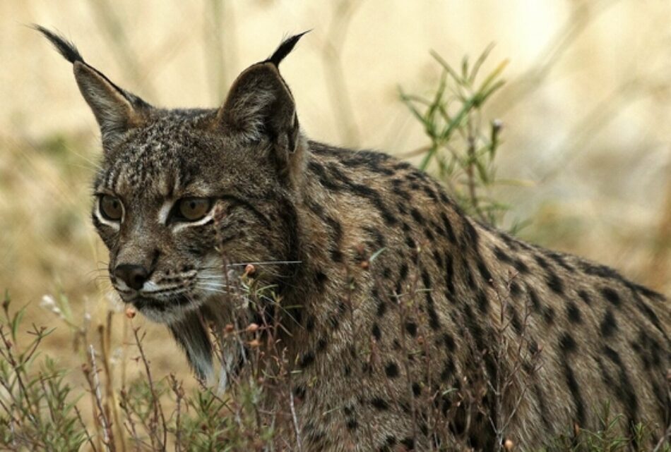 El Parlamento andaluz apoya un plan de recuperación del conejo para facilitar la supervivencia del lince ibérico