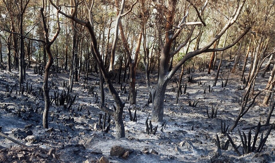 En Marea logra no Congreso sacar adiante a súa proposta para impedir a recalificación da superficie queimada antes de 30 anos