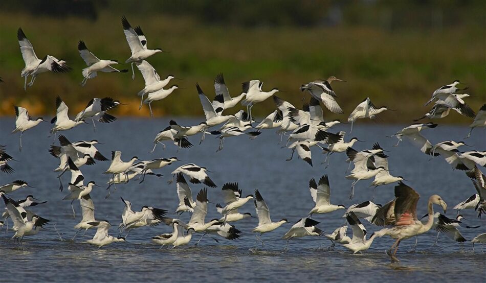 Ecologistas en Acción se suma a la Plataforma Salvemos Doñana contra el almacenamiento de gas en este espacio protegido