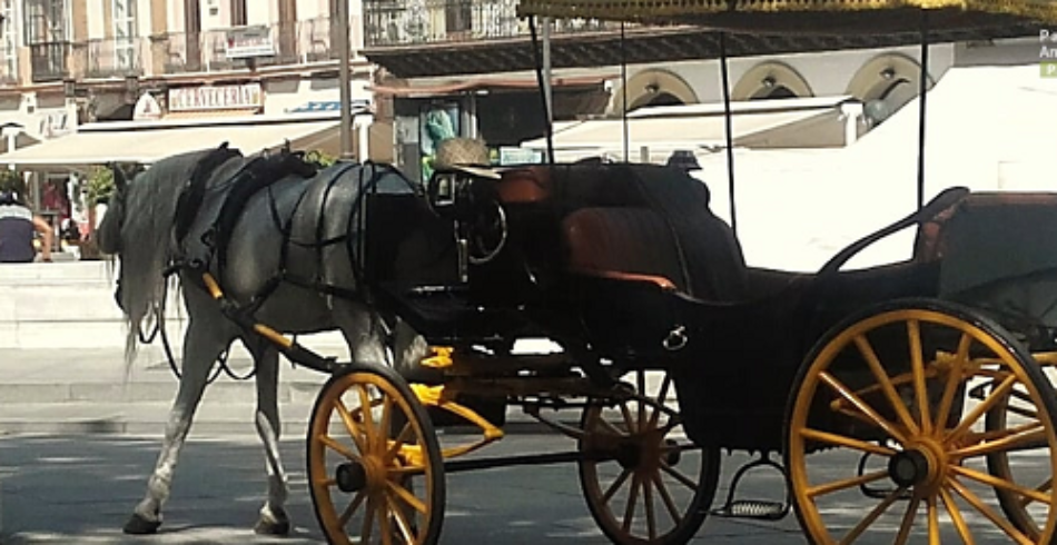 PACMA documenta la explotación animal en los coches de caballos de Sevilla y pide su prohibición