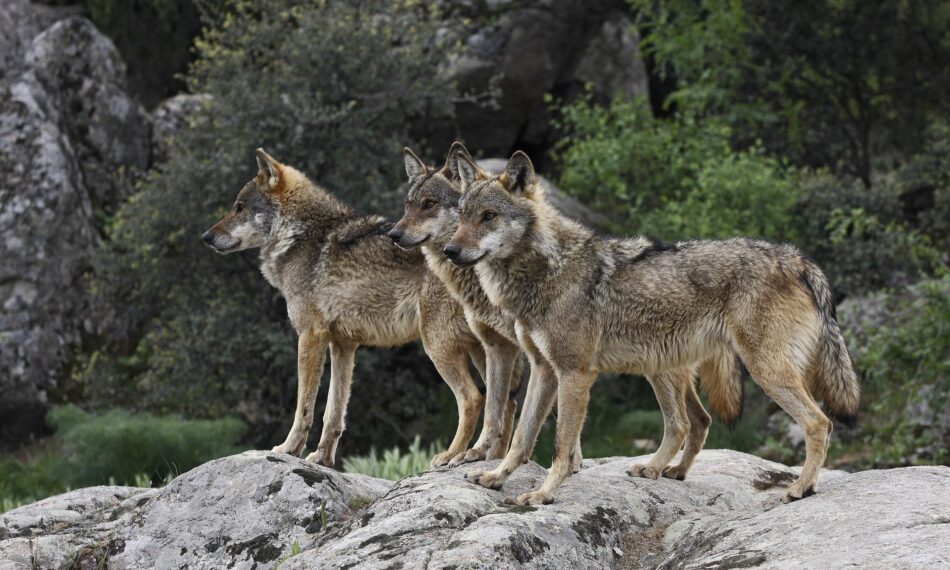 Ecologistas en Acción reclama el fomento de medidas de convivencia entre la ganadería extensiva y el lobo ibérico