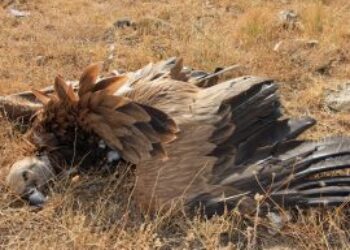 Piden poner freno a la masiva muerte de aves protegidas que provoca el vertedero del CTR Ávila-Norte