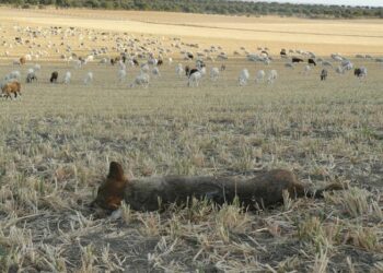 Ecologistas en Acción reclama el fomento de medidas de convivencia entre la ganadería extensiva y el lobo ibérico