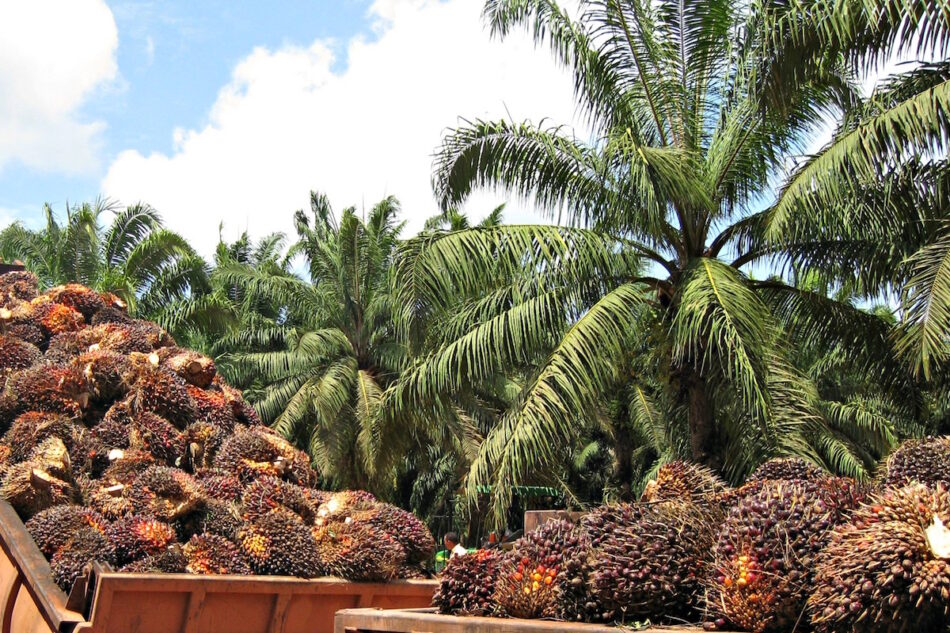 El consumo de agrodiésel de palma sigue creciendo de manera peligrosa en Europa
