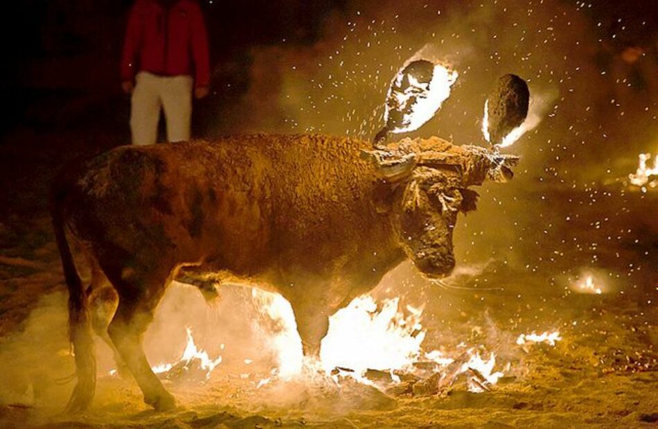 El fuego volverá a causar pánico y dolor a un toro en Medinaceli