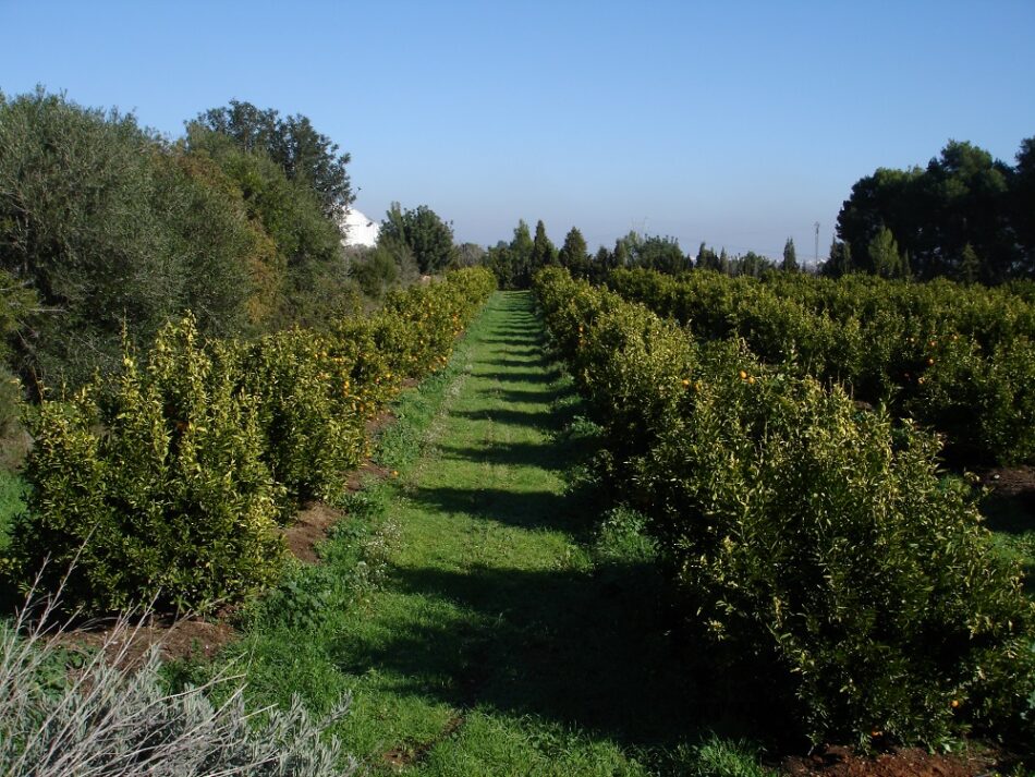 EQUO pide convertir Andalucía en referente  del cambio productivo mediante la  agricultura ecológica