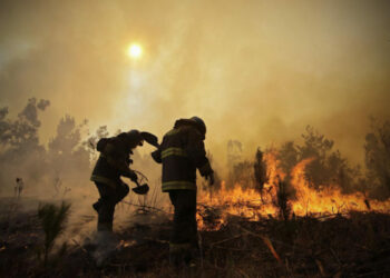 En Chile, el negocio forestal detrás de los incendios