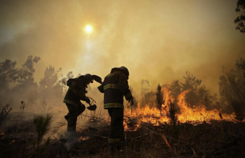 En Chile, el negocio forestal detrás de los incendios