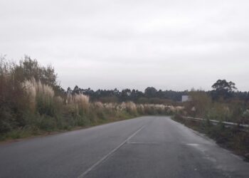 La «hierba de la Pampa» una especie invasora que es un peligro para la biodiversidad en Narón en Galiza y en todo el Estado Español