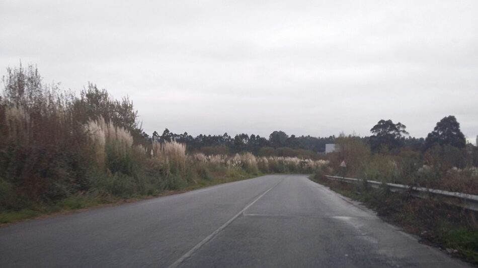 La «hierba de la Pampa» una especie invasora que es un peligro para la biodiversidad en Narón en Galiza y en todo el Estado Español