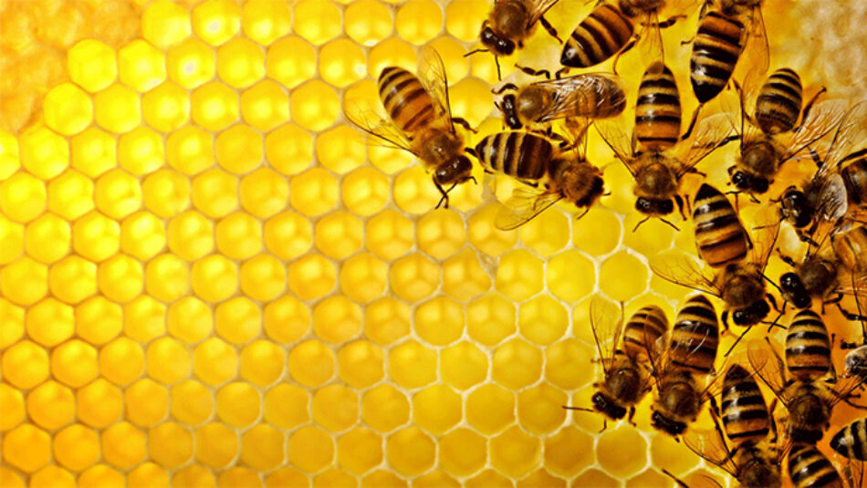 Las abejas iluminan la relación del cerebro y las defensas inmunes