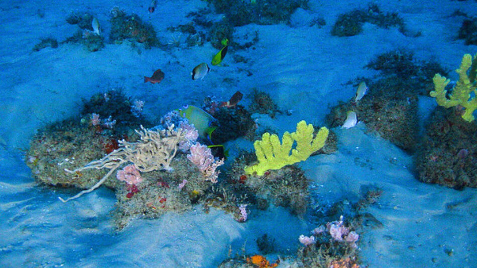 Primeras e inéditas imágenes de un coral único escondido en el Amazonas