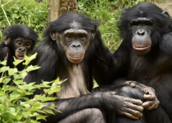 El tráfico de grandes simios continúa de una forma alarmante y sus poblaciones siguen disminuyendo