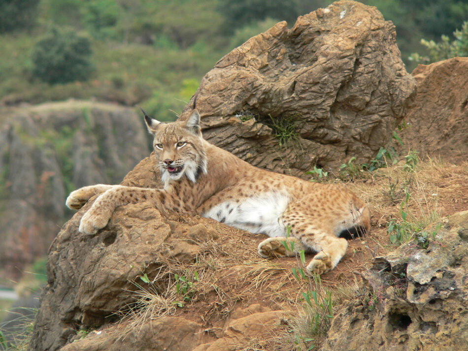 «El envenenamiento de fauna protegida sigue siendo una amenaza de primera magnitud para la biodiversidad»