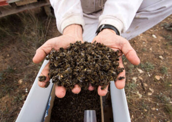 Cambiemos propone una campaña sobre alternativas a los plaguicidas para evitar la pérdida masiva de abejas
