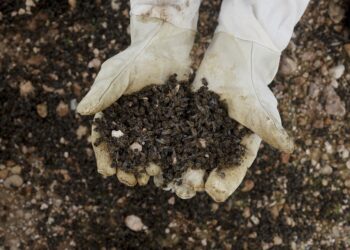 Millones de abejas mueren en masa en Murcia