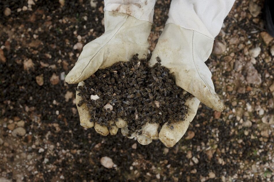 Millones de abejas mueren en masa en Murcia