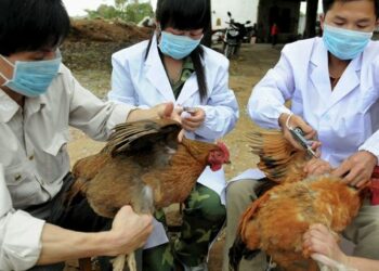 Más casos de contagiados en China con virus H7N9 en humanos