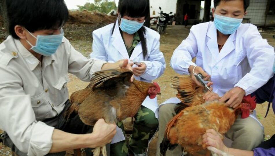 Más casos de contagiados en China con virus H7N9 en humanos