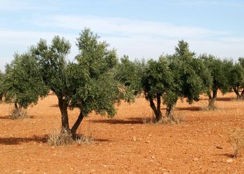 COAG respalda las tesis de la Plataforma Sí a la Tierra Viva y pide que el EIA de tierras raras de Quantum Minería no sea admitido a trámite