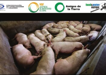 ¿Un país para cerdos? Un nuevo informe desvela los impactos de la industria española del porcino