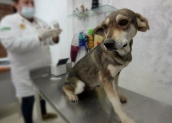 PACMA estima que las familias españolas con animales gastan 3.000 millones de euros anuales en su mantenimiento y gastos veterinarios