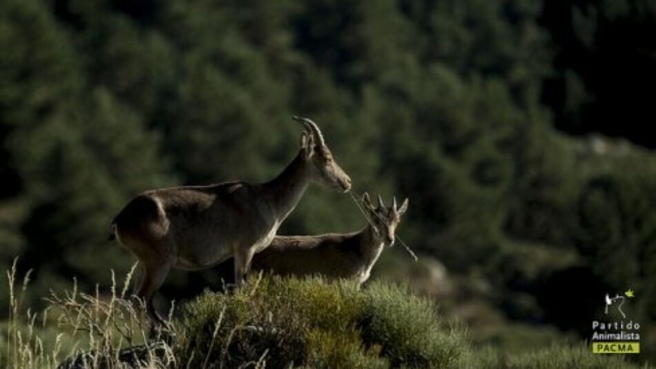 Cabras de Guadarrama: la justicia mantiene la paralización de la matanza