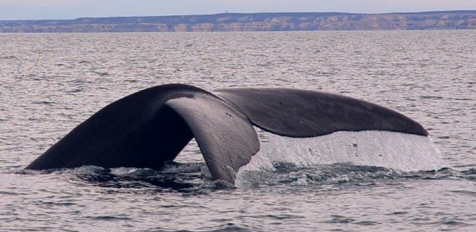El Congreso reclama una moratoria de exploraciones petrolíferas en el Mediterráneo para proteger a los cetáceos