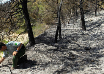 En Comú Podem registra una moción para mejorar las condiciones laborales y de seguridad de los agentes forestales