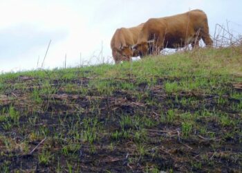 Organizaciones ecologistas de Asturias piden que no se eliminen los acotamientos de las zonas incendiadas