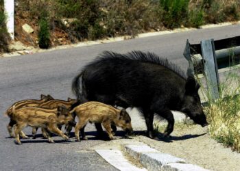 Se recrudecen las agresiones y las amenazas a los defensores de la vida silvestre y de la naturaleza