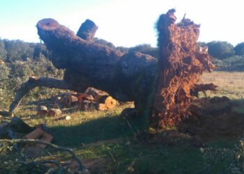 EQUO denuncia la tala ilegal de encinas centenarias en Salamanca