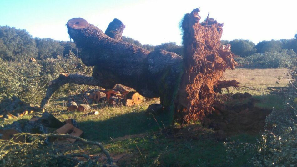EQUO denuncia la tala ilegal de encinas centenarias en Salamanca