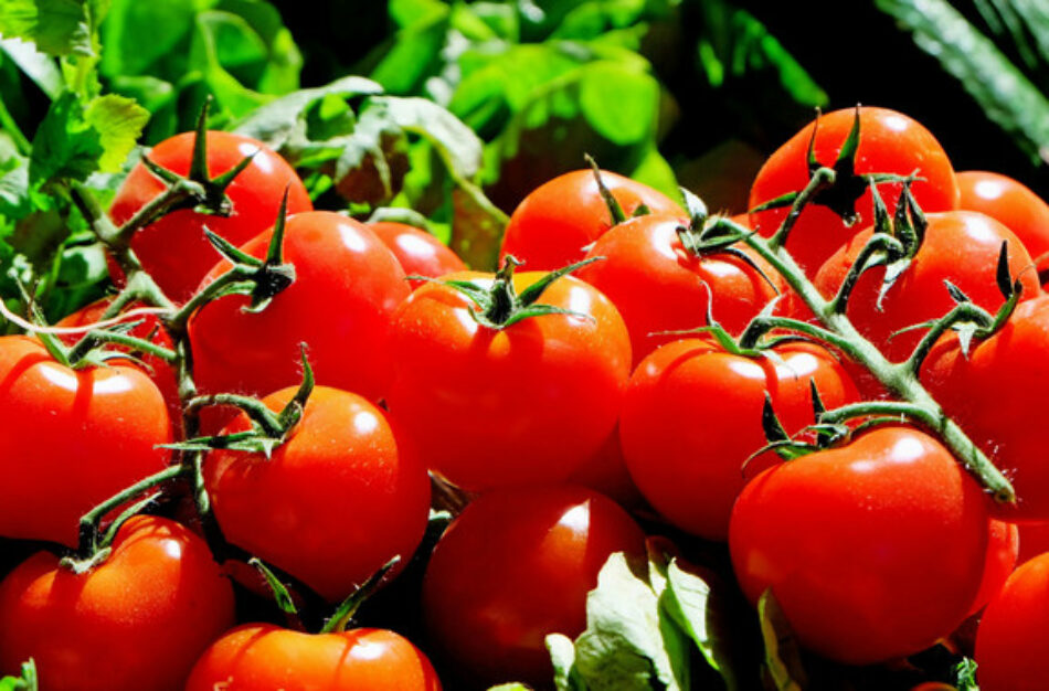 La variedad del tomate influye en su actividad antitumoral: tomates más rojos, lisos y redondos contra el cáncer de colon