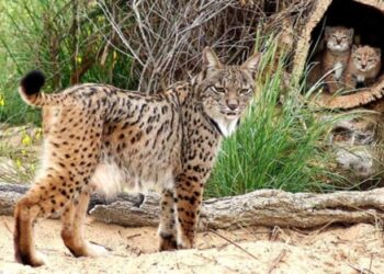 Podemos pide explicaciones al Ministerio de Fomento por las muertes de linces en Doñana