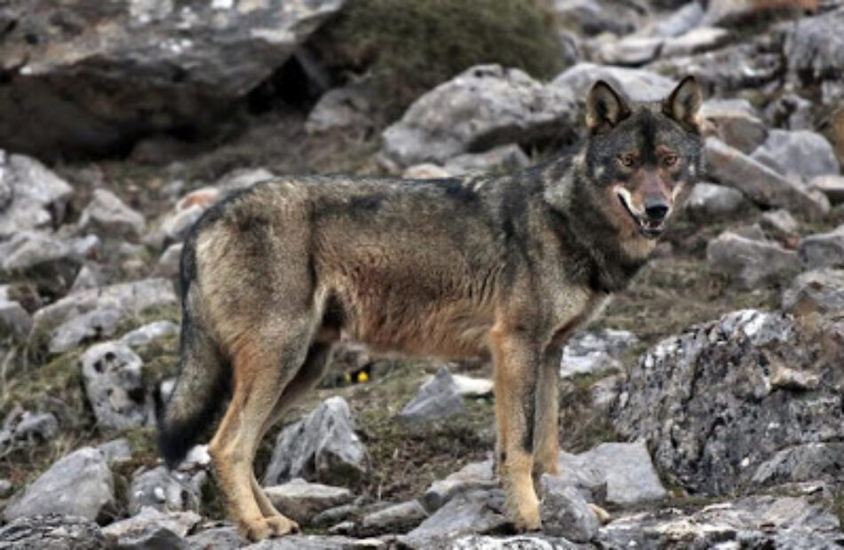 De lobos, humanos y otros animales