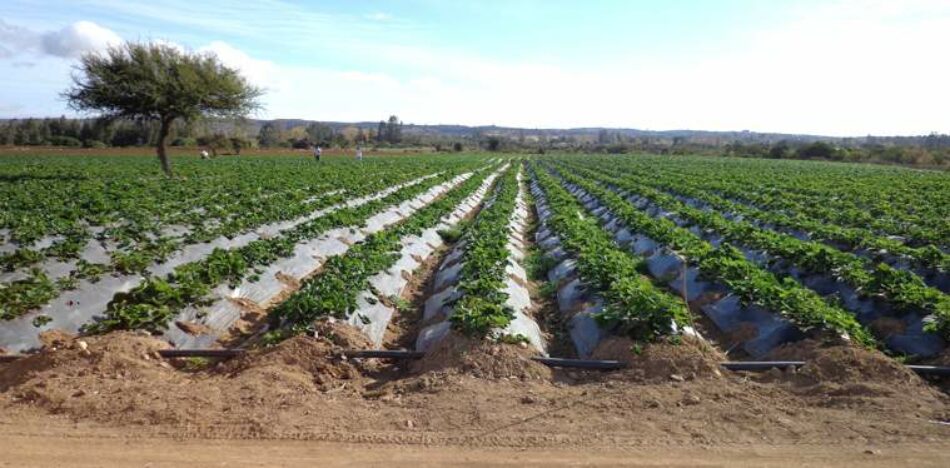 En el Día de La Tierra se reivindica la urgente protección del suelo