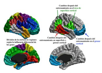 La corteza cerebral cambia con el entrenamiento cognitivo