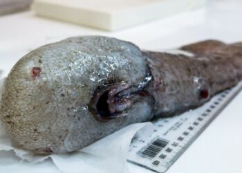 ¿Nueva especie?: Científicos descubren un misterioso pez sin rostro en las profundidades del mar