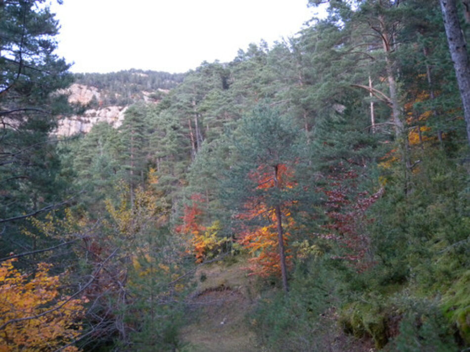 La falta de gestión forestal acelera la sustitución de pinos por encinas