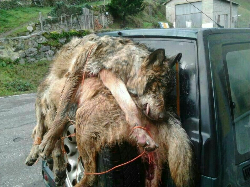 El Principado pretende matar al menos 45 lobos ya