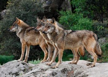 Ecologistas en Acción, Lobo Marley y WWF piden a los grupos políticos que apoyen la protección del lobo en toda España