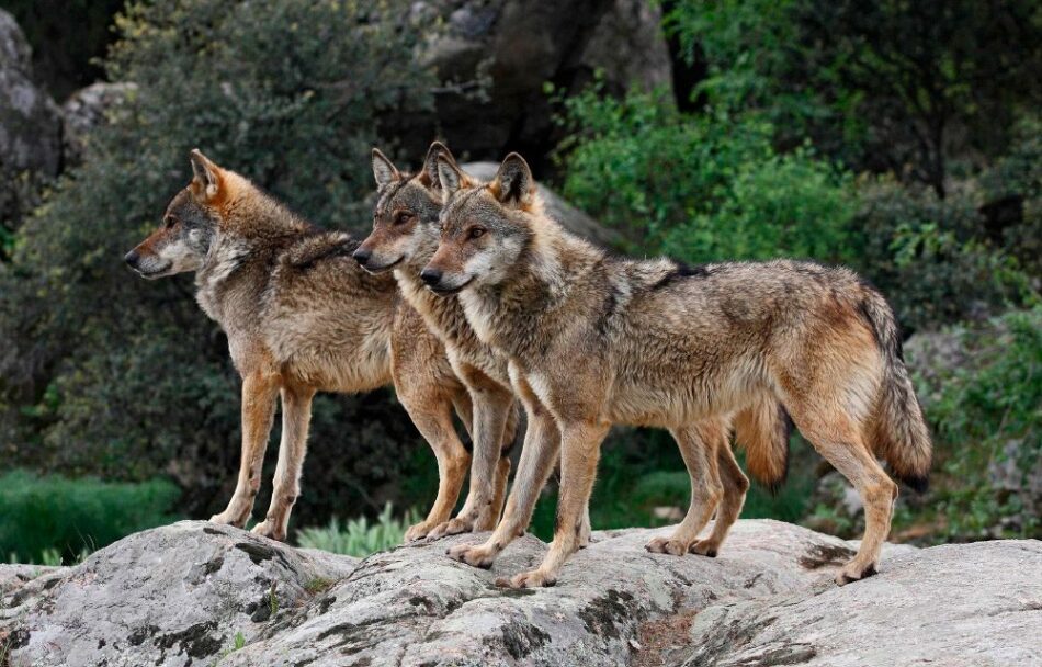 Ecologistas en Acción, Lobo Marley y WWF piden a los grupos políticos que apoyen la protección del lobo en toda España