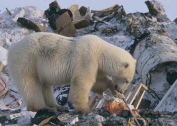 Cambio Climático altera alimentación de osos polares