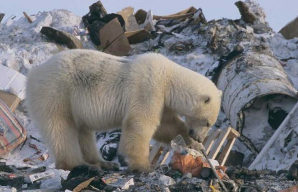 Cambio Climático altera alimentación de osos polares