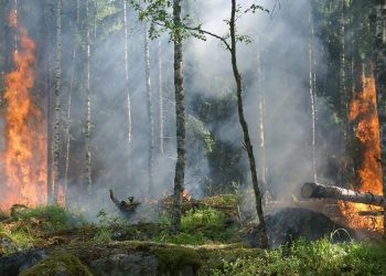 CCOO apoya las iniciativas parlamentarias sobre agentes forestales y medioambientales