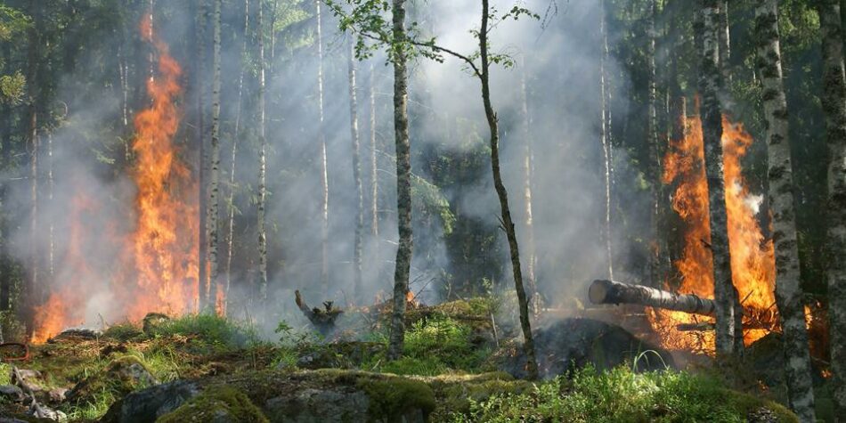 CCOO apoya las iniciativas parlamentarias sobre agentes forestales y medioambientales