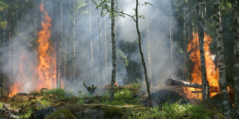 CCOO apoya las iniciativas parlamentarias sobre agentes forestales y medioambientales